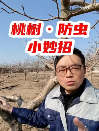 桃树防虫小妙招，今年就用这一招 #果树管理  #桃树  #病虫害防治  #助力果农  #新农人计划