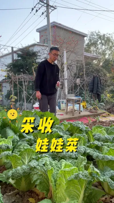 采收娃娃菜，大家的娃娃菜怎么样了？#关注我一起学种菜 #我的小菜园 #种植小技巧 #学种菜 #我爱种菜