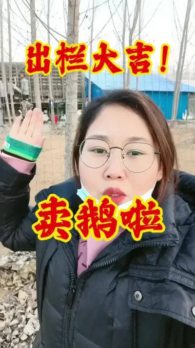 卖鹅啦，阳光明媚，出栏大吉！#养鹅技术分享 #养鹅 #鹅 #养鹅人 #科学养鹅