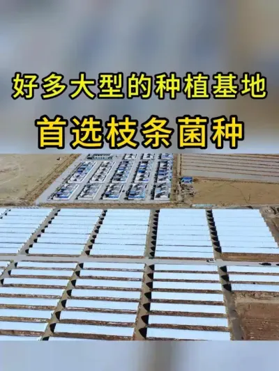 平菇种植，许多大基地选用枝条菌种，因为用过就无法拒绝。#平菇种植 #平菇菌种 #食用菌栽培种 #栽培种