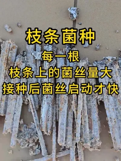 平菇种植，云南基地用的这种木方墩枝条挂浆技术菌种，给老板基地整体发菌的同步性和成功率有很大提升，反应特别好，今年还用我们菌种。#平菇种植 #平菇菌种 #食用菌栽培种 #栽培种