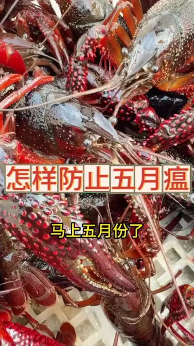 怎样处理五月瘟#三农 #农业 #小龙虾 #渔德盛 #2025新农人计划