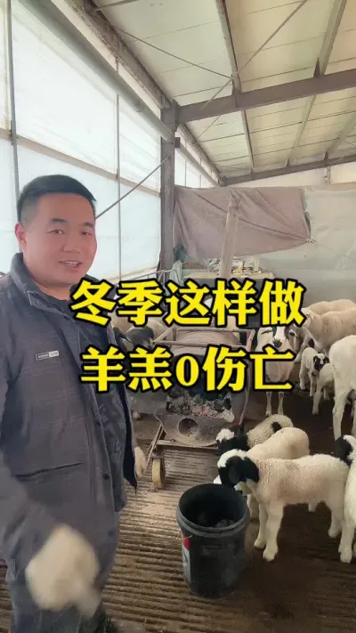 冬季羊圈保暖一定要做好，特别是小羊羔#每天分享牛羊养殖小知识 #农村养羊 #养殖场专用