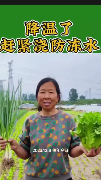 降温之前浇防冻水#蔬菜种植 #防冻水 #蔬菜浇水小技巧 #每天分享蔬菜种植技巧 #生菜杨姐 @DOU+小助手