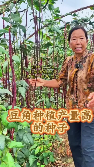 豆角种植产量高的种子 豆角种植产量高的种子#豆角种植 #蔬菜种子 #豆角高产技术 #生菜杨姐 @DOU+小助手