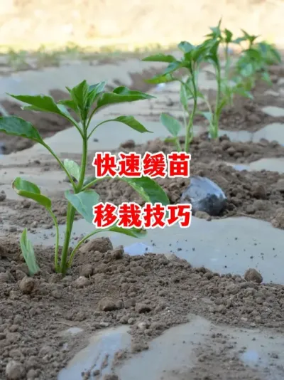移栽后快速缓苗的细节需要注意了#辣椒种植 #辣椒 #小米辣 #线椒 #来抖音学农技