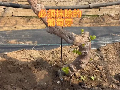在葡萄的萌芽期，进行抹芽工作时，有哪些必须去掉的芽#三农 #农业种植 #葡萄种植 #萌芽 #农技推广