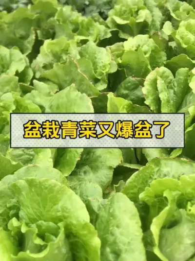 市场上好吃的青菜很难找，所以我自己楼顶盆栽了，今天又爆盆了！ #种植小技巧 #我的小菜园 #盆栽蔬菜 #自己种菜 #三农