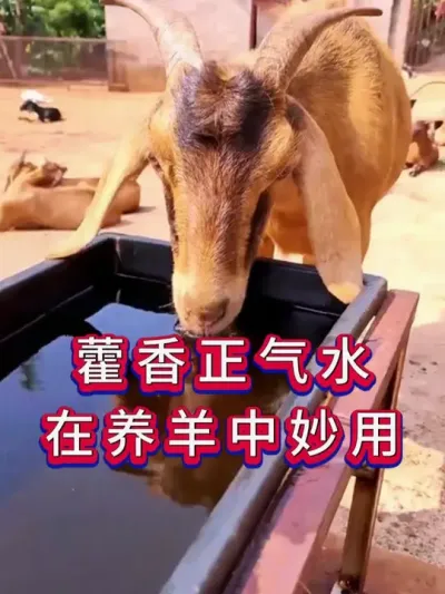 藿香正气水在养羊中妙用 #养羊 #养羊人 #牛羊养殖