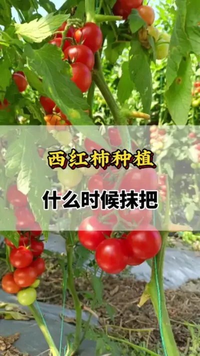 西红柿种植什么时候抹把#番茄种植方法及管理技术 #西红柿种植技术与管理法 #番茄种植技术 #番茄抹侧芽 #西红柿种植技术