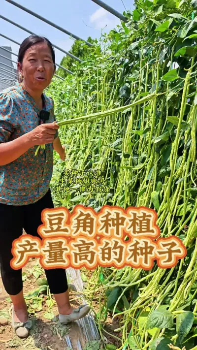 豆角种植产量高的种子 豆角种植产量高的种子#豆角种植 #豆角高产技术 #蔬菜种子 #生菜杨姐 #每天分享蔬菜种植技巧