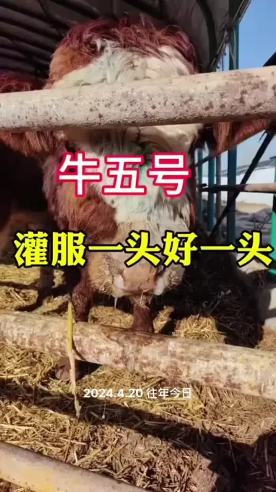 牛五号，灌服一头好一头#西门塔尔 #全国养牛人 #西门塔尔育肥牛