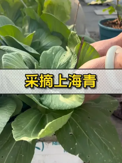 有时候幸福的具象化很简单，简简单单的一顿饭，菜是自己种的，特别有菜味，健康又美味。#记录我的种植生活 #种菜 #自己种的纯天然的绿色蔬菜 #楼顶菜园 #我爱种菜