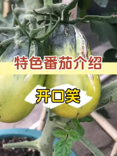 今年秋播的番茄，这个品种翻车了！真是有特色！ #记录我的种植生活 #三农 #楼顶盆栽 #盆栽番茄