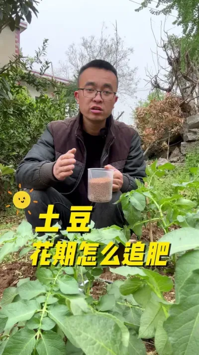 土豆花期怎么正确追肥？土豆长大了#在家种菜 #我的小菜园#种植小技巧  #纯天然绿色蔬菜 #种植小技巧