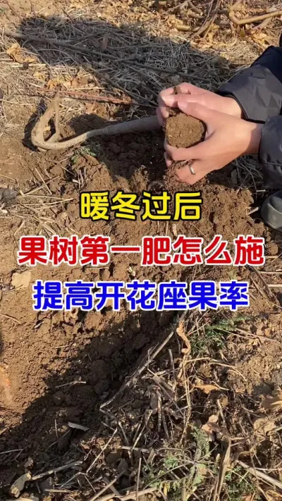 暖冬过后果树第一道肥怎么施 ，才能提高开花结果率#果树种植 #果树施肥#花果控势肥#果树高产