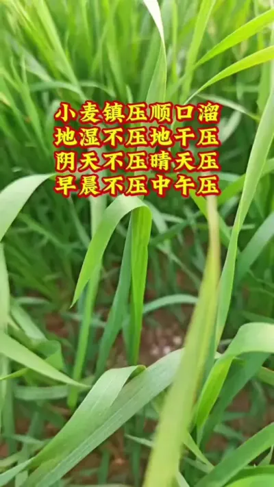 小麦镇压要注意#抖音助农扶农 #农业种植 #助农扶农 #小麦 #田间地头