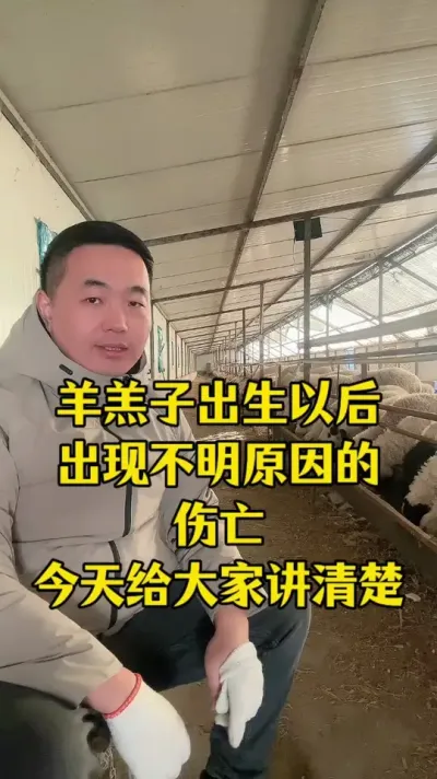 羊羔子出生以后 出现不明原因的伤亡 该怎么办#每天分享牛羊养殖小知识  #三农养殖  #养殖场专用