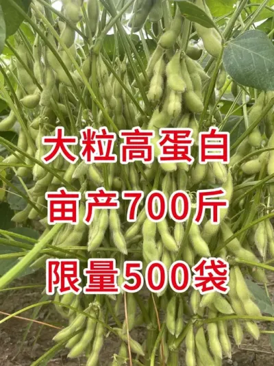 大豆种子即将涨价！库存只剩500袋 #三农流量扶持计划 #大豆种植 #抖音助农 #农业种植 #产量特别高