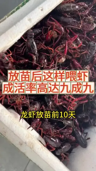 龙虾放苗前十天这样喂，成活率高达九成九#三农 #农业 #小龙虾养殖 #渔德盛 #2025新农人计划