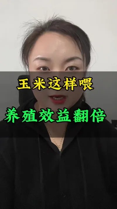 玉米这样喂，效益翻倍#西门塔尔 #全国养牛人 #育肥牛 #肉牛犊肉牛养殖场