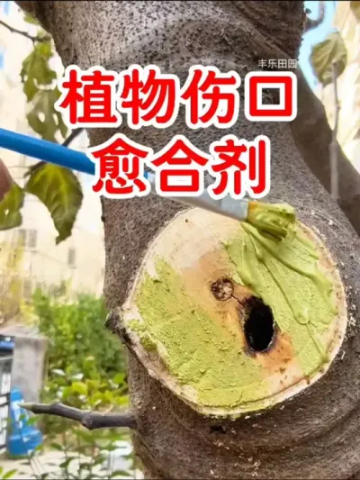 植物伤口愈合剂#果园管理 #愈合剂树木伤口 #农业种植 #果树修剪 #盆景修剪
