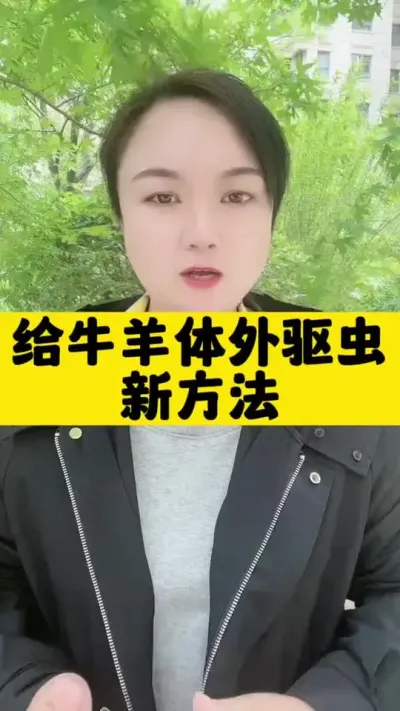 给牛羊体外喷洒驱虫#养殖户 #肉牛养殖 #全国养牛人 #西门塔尔 #科学喂养