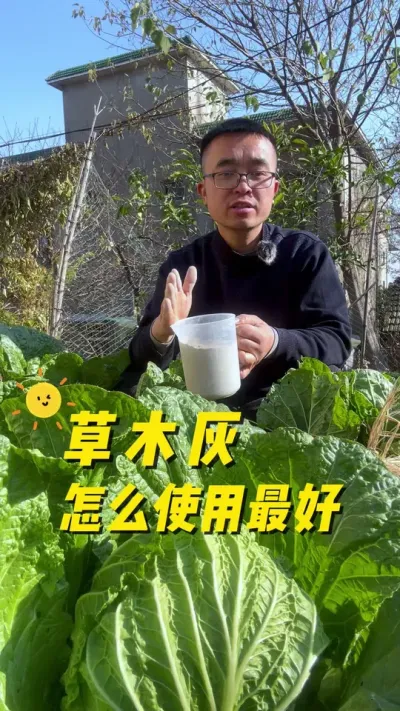 草木灰怎么使用最好？草木灰使用方法#我的小菜园 #关注我一起学种菜#我爱种菜  #种植小技巧 #内容启发搜索