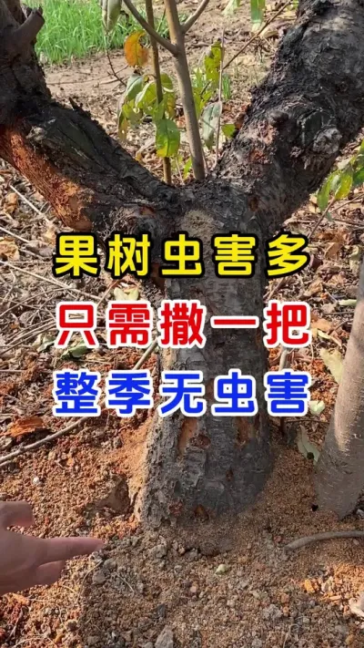 果树虫害多只需要撒一把，整季无虫害#果树种植#天牛防治 #防虫颗粒 #果树管理 #分享农业知识帮农民增产增收