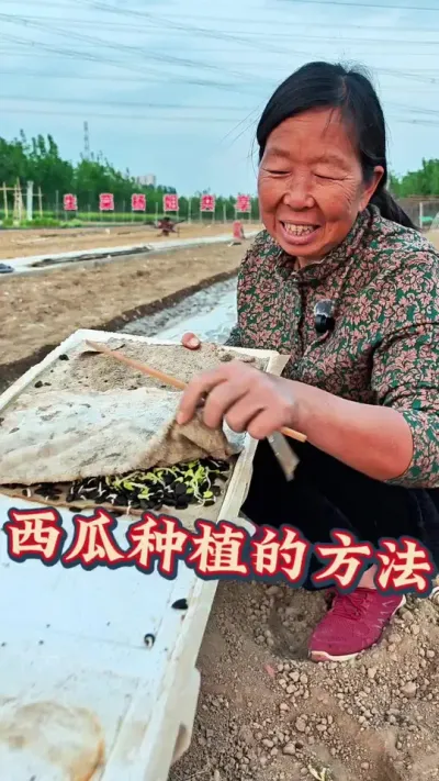 西瓜种植 开始种大西瓜#西瓜 #西瓜种植 #生菜杨姐 #三农