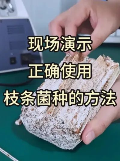 现场演示，枝条菌种的使用方法，一定要一根一根掰着用哦#平菇种植 #平菇菌种 #食用菌栽培种 #栽培种