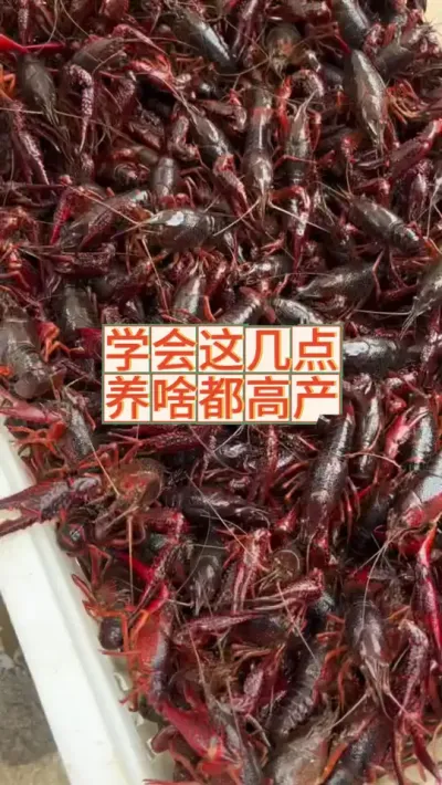 记住这几点，养啥都高产 #三农 #农业 #小龙虾 #渔德盛 #2025新农人计划