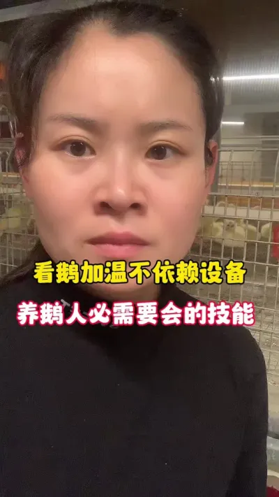 看鹅加温养鹅人必备技能 看鹅加温不依赖设备，咱们养鹅人必备的技能。#养鹅人 #养鹅技术分享 #三农 #狮头鹅