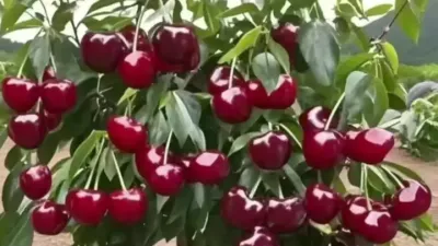 果树的超高产种植管理技术#农业种植技术 #果树管理技术 #果树种植管理 #栽培技术管理 #果树苗种植
