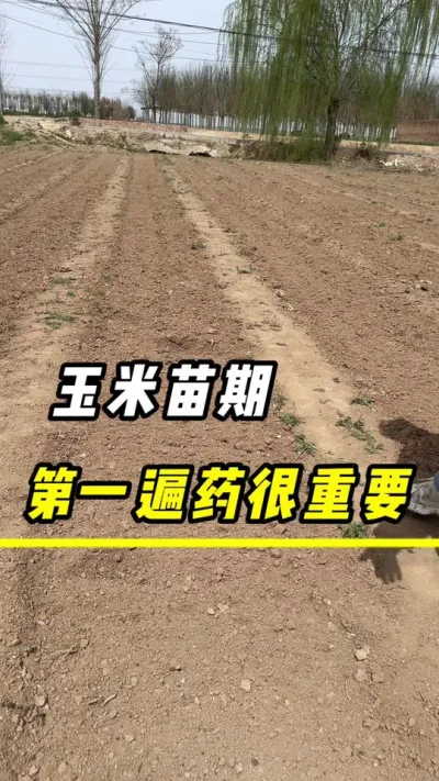 玉米苗期，第一遍药很重要#玉米种植 #三农 #玉米 #玉米金大棒 #农资肥料