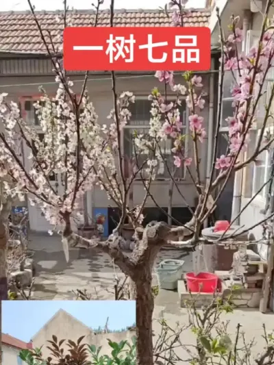 一树嫁接七品的桃李杏，即好吃又好看，当年结果#抖音助农 #别墅庭院植物 #一树多果 @抖音上热门 @DOU+小助手