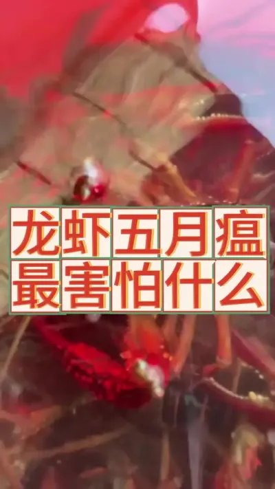 龙虾五月瘟最怕的东西来了#小龙虾养殖 #渔德盛 #三农 #小龙虾养殖 #小龙虾
