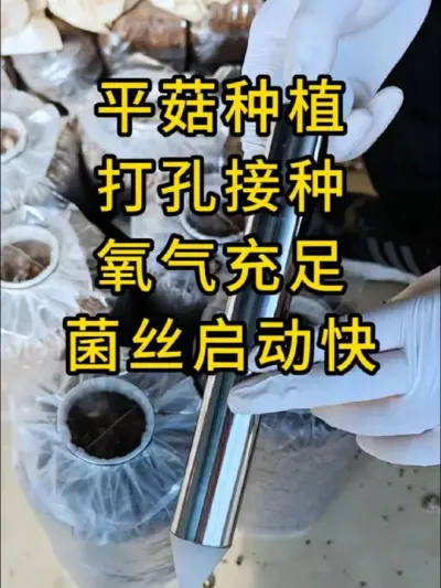 平菇打孔接种过程非常简单，我们一直在用它，平菇打孔器，全国发货。