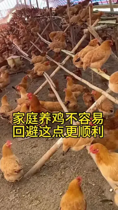 家庭养鸡不容易，规避这点更顺利#养鸡人 #科学养鸡 #服务三农支持三农 #鸡鸭鹅养殖 #养殖小妙招
