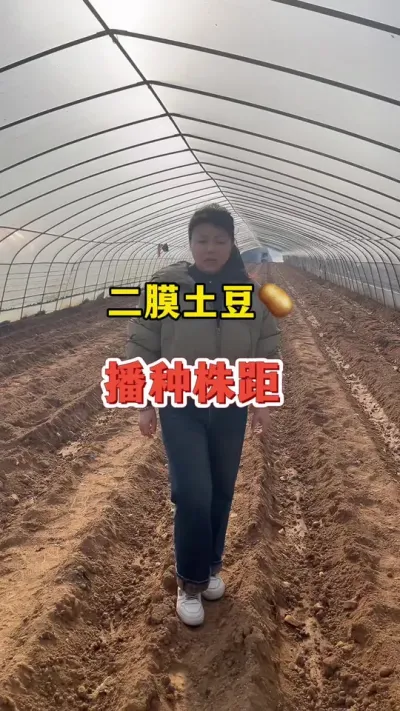 二膜土豆播种株距#土豆高产种植 #土豆 @抖音小助手