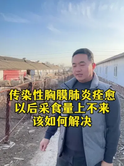 羊群传染性胸膜肺炎痊愈以后 采食量上不来该怎么办 #牛羊烂肺病  #牛羊养殖  #畜牧养殖  #每天分享牛羊养殖