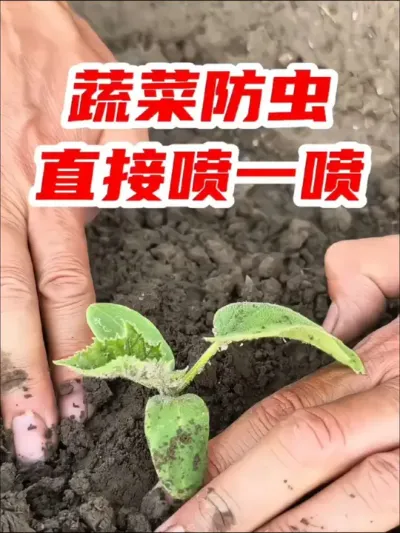 夏季蔬菜防虫，驱蚜虫 黄首瓜 蚧壳虫 红蜘蛛用#百虫清 #蚜虫 #在家种菜 #蔬菜防虫 #病虫害防治
