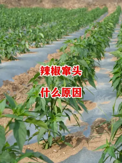 辣椒正常生长为什么会出现窜头的情况#辣椒种植 #辣椒 #小米辣 #线椒 #来抖音学农技
