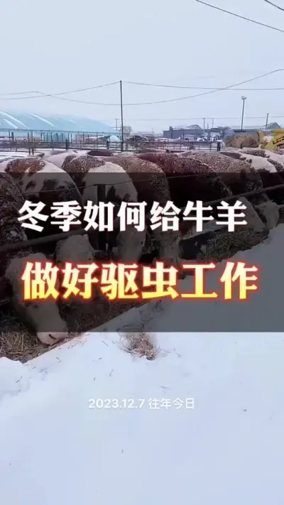 冬季给牛羊驱虫很重要#肉牛养殖 #科学喂养 #全国养牛人 #养殖户