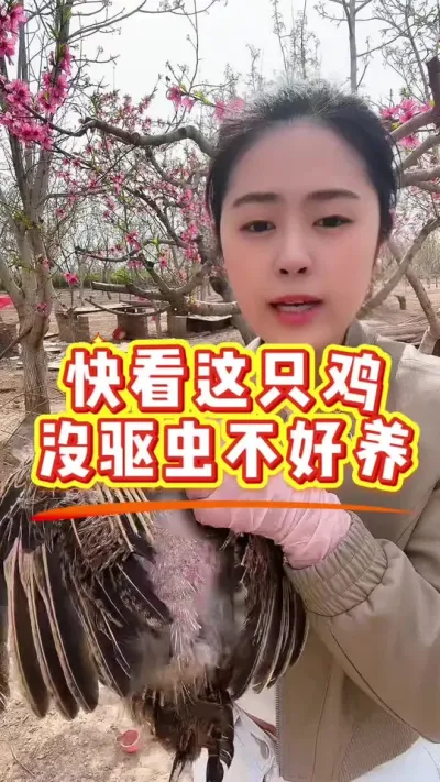 快看这只鸡，没驱虫不好养 #科学养鸡 #鸡病防治 #养殖小妙招 #服务三农支持三农 #抖音养鸡人