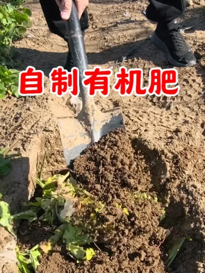 收完菜的地里自己堆肥制作有机肥 #种植小技巧 #我的小菜园 #种菜 #堆肥 #沤肥