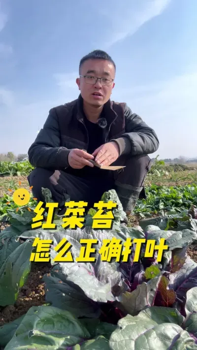 红菜苔怎么正确打叶？红菜苔能不能打叶#关注我一起学种菜 #自己种的纯天然的绿色蔬菜 #我的小菜园 #种植小技巧 #内容启发搜索
