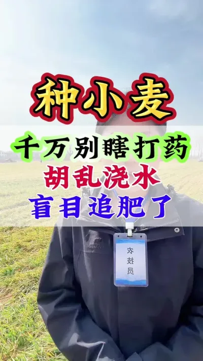 种小麦千万别瞎打药、胡乱浇水、盲目追肥了#小麦#小麦种植#种小麦#小麦管理#小麦增产