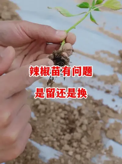 辣椒移栽后出现问题到底是继续治疗还是换苗#辣椒种植 #辣椒 #小米辣 #线椒 #来抖音学农技