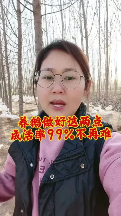 养鹅做好这两点，成活率99%不再难#养鹅技术分享 #科学养鹅 #养鹅技术 #鹅 #养鹅